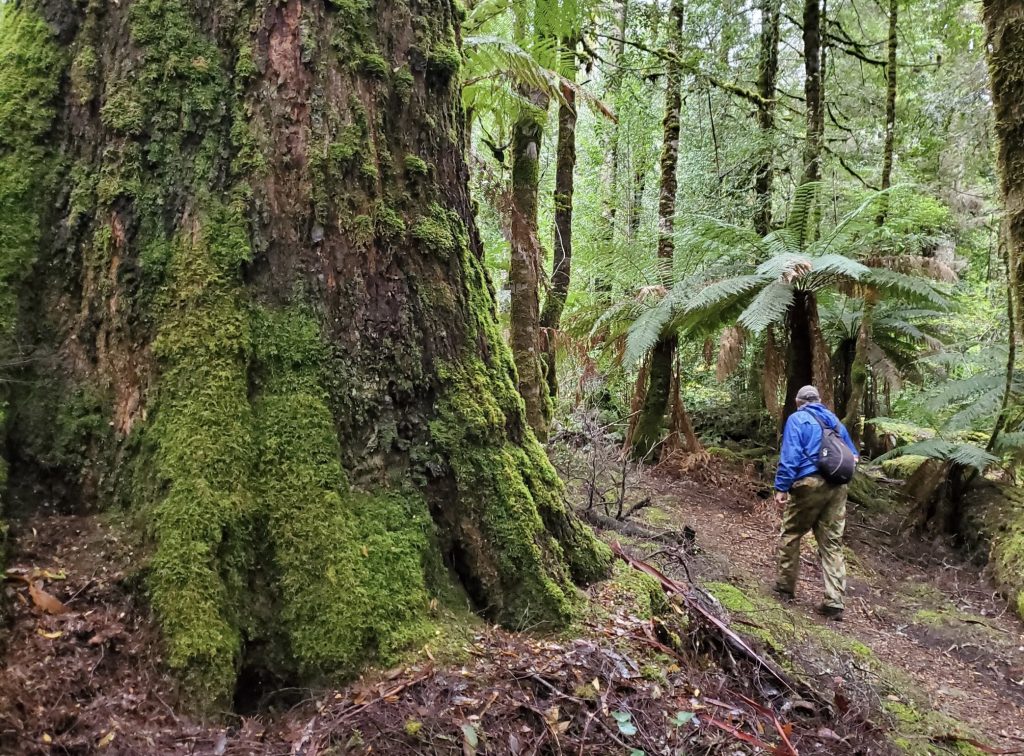 Tasmanian Wilderness Walking Experiences close to The Woodbridge 